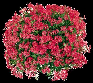 Pelargonium Pelargonium