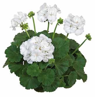 Pelargonium zonale Pelargonium