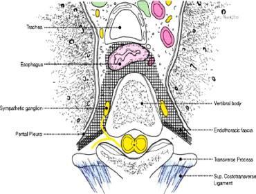 Hátsó mediastinum I.