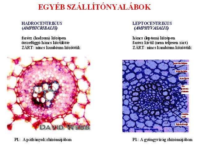 KONCENTRIKUS SZÁLLÍTÓNYALÁBOK Farész