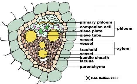 Elsődleges floém Kísérősejt Rostalemez Rostacsőtag Trachea csőtag Trachea csőtag