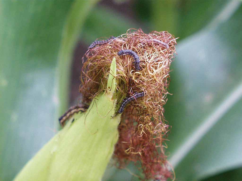 Mindezek mellett a hernyók által a növényen okozott sebeken keresztül különféle toxintermelő kórokozó gombák fertőzhetik meg a termést (pl.
