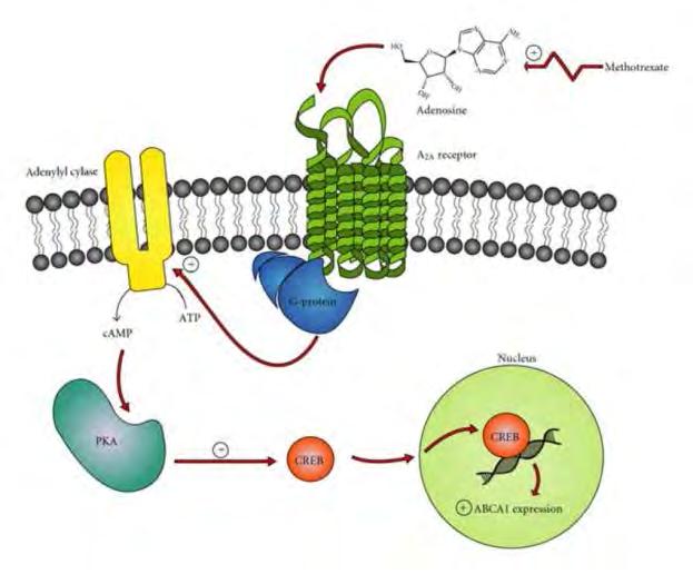 Immunszuppresszív : -adenozin felszabadulás A MTX ÉS MTX-PG HATÁSAI -anitgén dependens T-sejt aktivitás Citotoxicus: -nukleotid hiányában a gyorsan osztódó daganatsejtek elpusztulnak(sejtciklus S