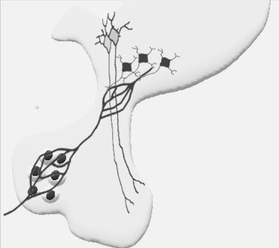 GHRH TRH GH PITUITARY GLAND TS H Stimulates protein synthesis