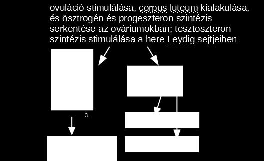 embryology.med.unsw.edu.au; 2.