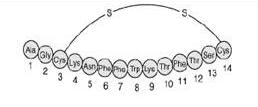 Hormonok Csoportosítása Kémiai szerkezet alapján Fehérje és peptid hormonok Szteroid Hormonok Amin-származékok Somatostatin Growth Hormone 3-200 aminosav Hypothalamus (releasing és inhibiting