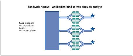 Nem-kompetitív, szendvics assay egyenes arányosság a jel és antigén koncentráció között Szendvics assay: