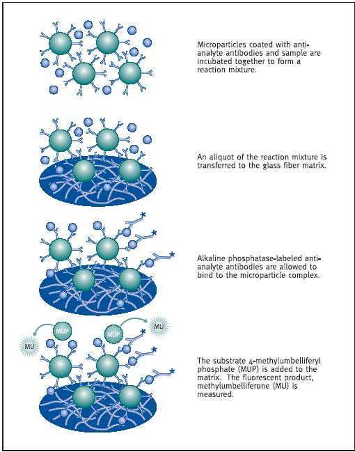 Mikropartikulum enzim immunoassay (MEIA) Antitesttel fedett mikropartikulum + minta keveréke együtt inkubálva A reakció keveréket üvegszál matrixra helyezik, mosás