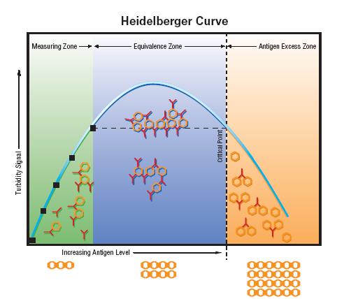 Heidelberg görbe Méréshatár Equvivalencia zóna Antigén felesleg Antigén felesleget mérünk Turbiditás