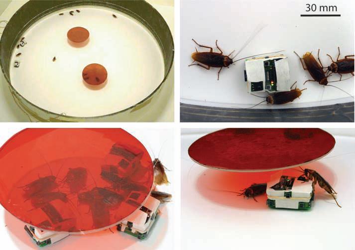 J. Halloy, et al.