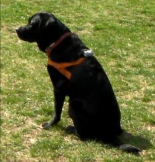 retriever (N=12)