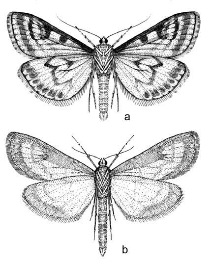 Microlepidoptera Pannoniae meridionalis, VII. Faunisztikai és taxonómiai adatok Somogy megyéből 111 10.