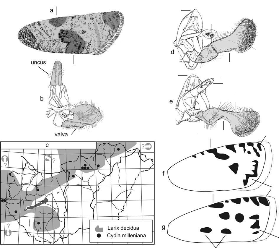 106 6. ábra: Pseudeulia és Cydia (Tortricidae) fajok morfológiája és földrajzi elterjedése: a) P. asinana (Hübner, 1799) elülső szárnyának rajzolata; b) hím genitália, ventrális nézet; c) a C.