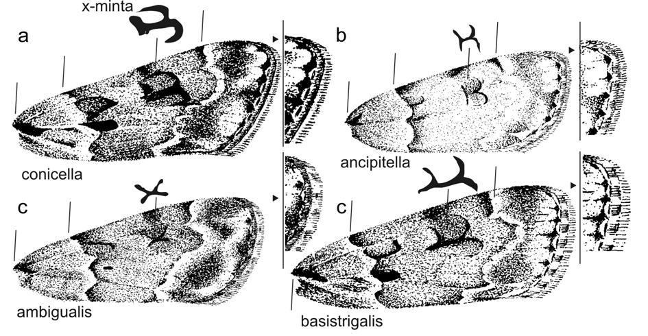 Microlepidoptera Pannoniae meridionalis, VII. Faunisztikai és taxonómiai adatok Somogy megyéből 109 7. ábra: A Scoparia spp.