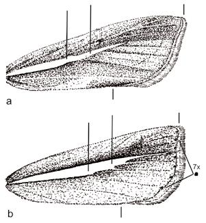 basistrigalis Knaggs, 1866. Agriphila inquinatella ([Denis & Schiffermüller], 1775) Kaposfő, 1985.08.14. fénycsapda; Marcali, 1985.05.29. leg. Ábrahám L. (2 ex).