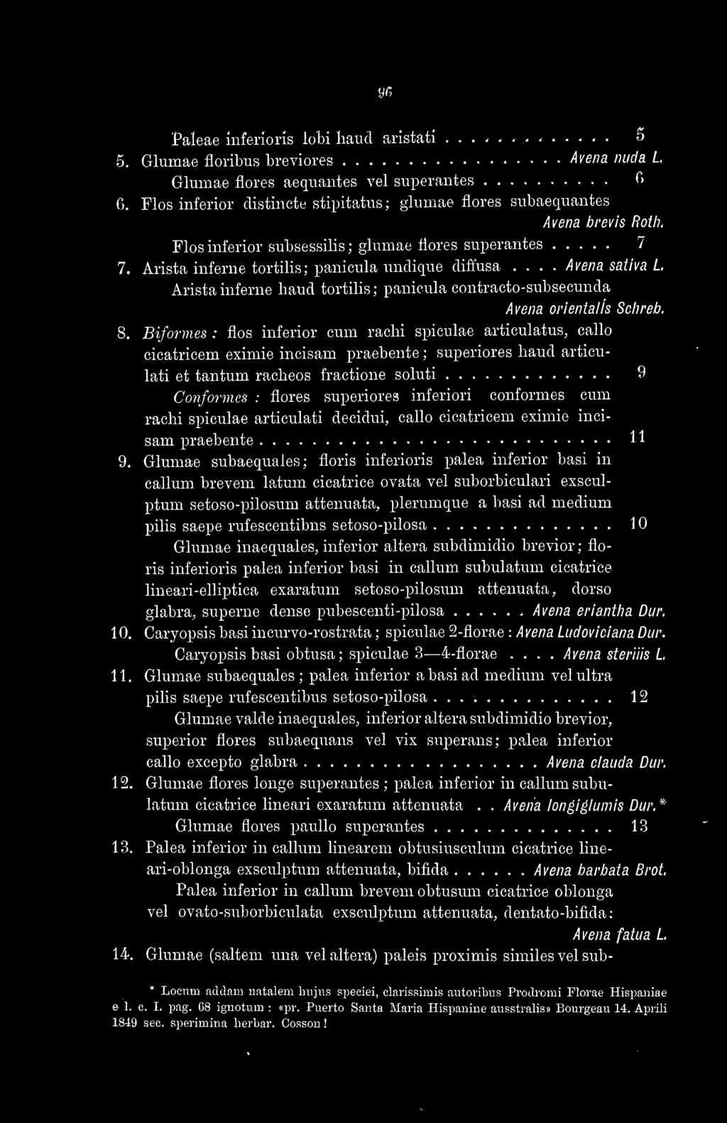 Paleae íiiferíorís lobi liatid aristatí 5 5. Glumae floribus breviores Avena nuda L Glumae flores aeqiiantes vel superantes (> 6.