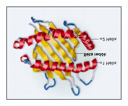 2.2. ábra. Az MHC I és II molekulák felépítése. Az MHC I molekula egy polimorf? és egy közös béta 2 - mikroglobulin láncból felépülo heterodimer. Az MHC I molekula? lánca két peptidköto doménnel (?