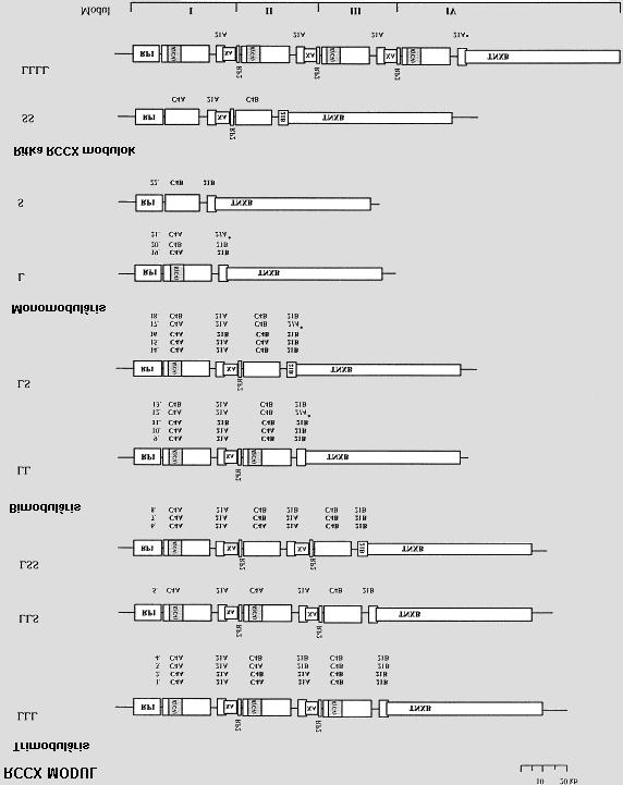 2.5.2. Ábra. Az RCCX moduláris variációi. [Blanchong et al; Int Immunopharm 2001; 1: 365 392.