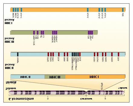 2. ELOZMÉNYEK 2.1 A HUMÁN 6. KROMOSZÓMA FELÉPÍTÉSE A humán 6. kromoszóma rövid karján találhatók a fo hisztokompatibilitási komplex (MHC) I, II, és III génjei (1. ábra).