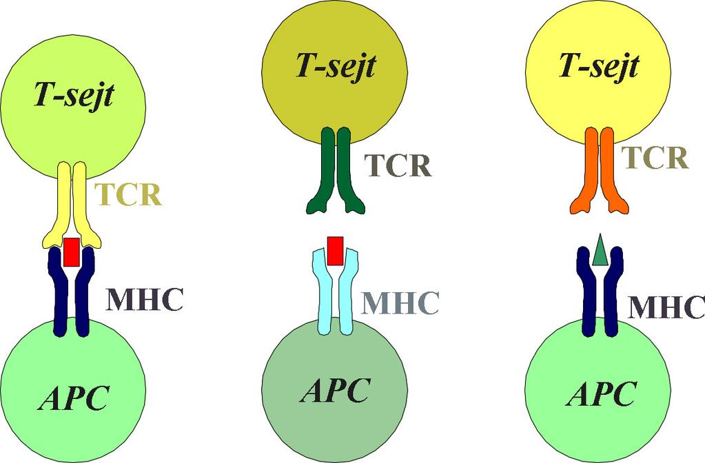 A T sejtek által korlátozott módon ismerik fel az antigéneket Major Histocompatibility Complex leukocitákon (is) kifejeződő molekulák, mely egyéneket ujjlenyomat-szerűen jellemez restrikció : Doherty
