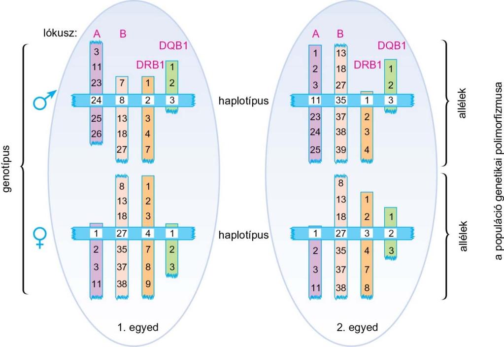 9.9. ábra Az -allotípusok kombinálódásának elve az egyedben és a populációban apai gének Az egyed szintjén a poligenitás, a populáció szintjén a polimorfizmus biztosítja a