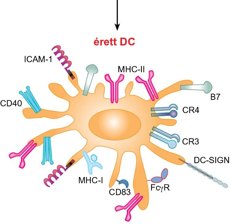 3.14. ábra Dendritikus sejtek felszíni molekulái és differenciálódásuk