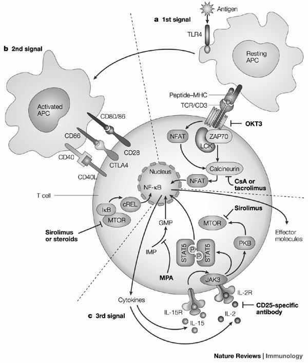 Hatásmechanizmusok Belatacept Antitimocita globulin (ATG)