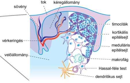 3.27. ábra A csecsemőmirigy vázlatos szerkezete ctec