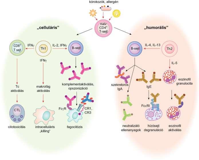 17.5. ábra T-limfociták polarizációja Th1 Th2 Kóros
