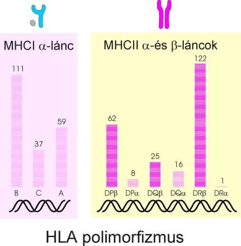 A gerincesek genomjának leginkább polimorf génjei A HLA-A, B és C lókuszok által kódolt polimorf a lánc és a DP, DQ és DR régiókban kódolt a és b láncok szerológiai módszerekkel
