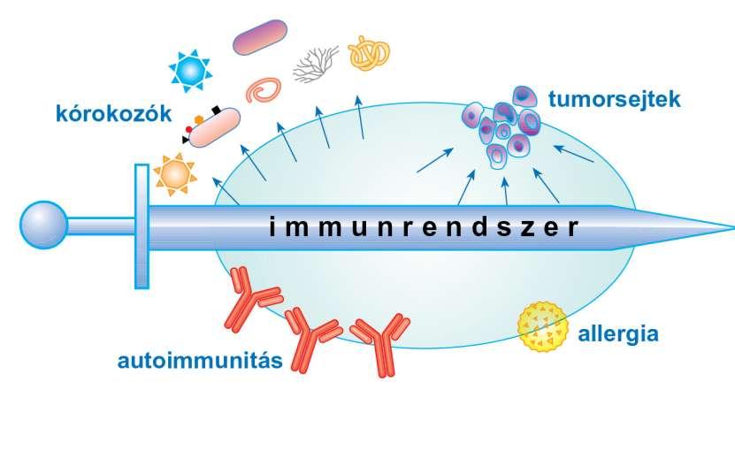 Az immunrendszer kétélű kard