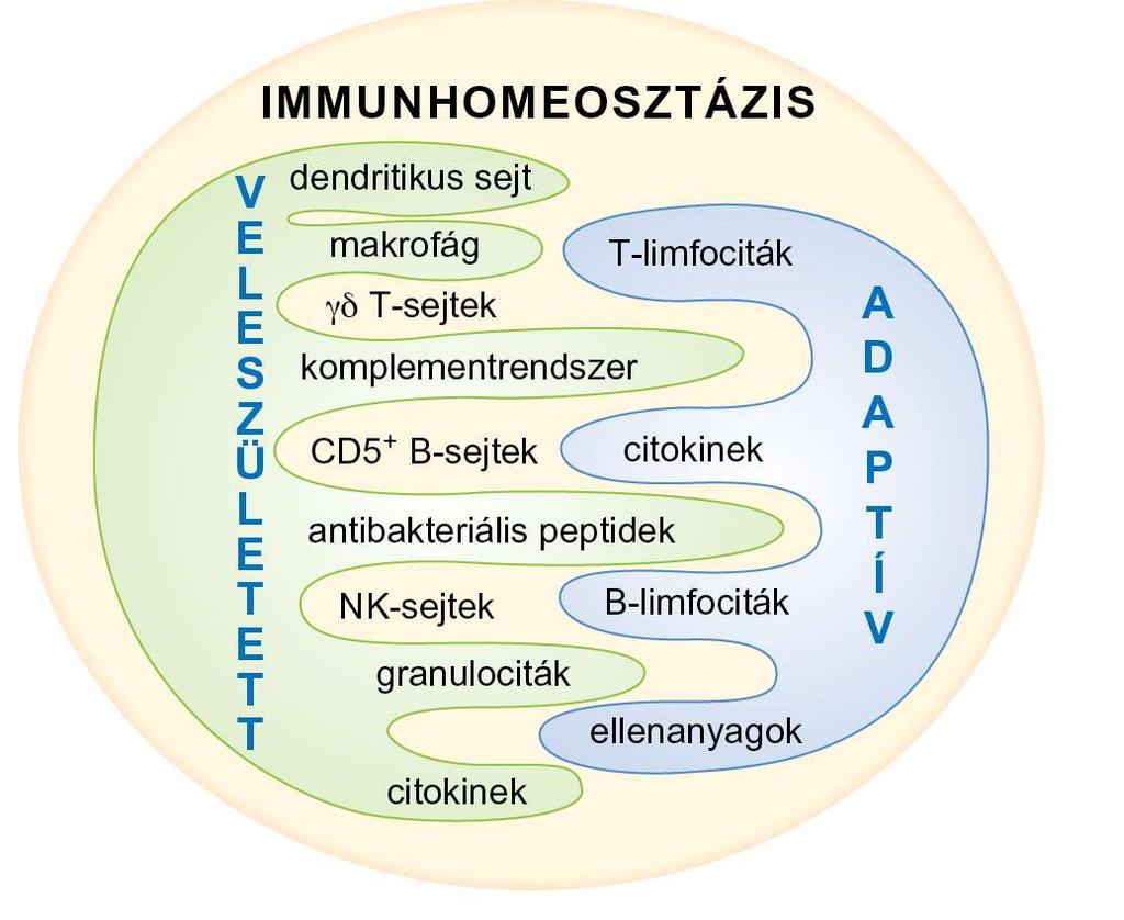 T NK sejt - csíravonal-gének - azonnali válasz - nincs memória -