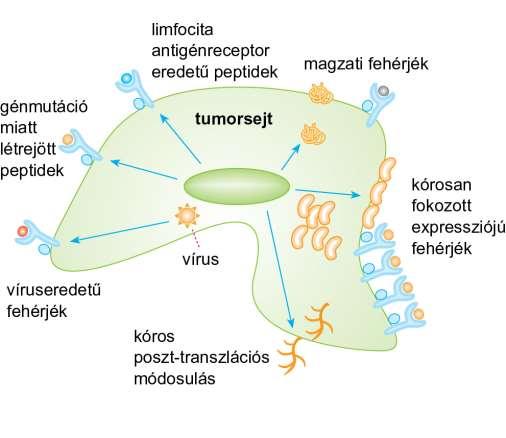 22.3. ábra Tumorantigének kialakulása és