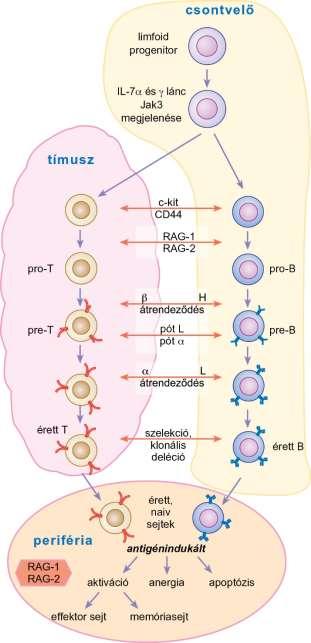 11.5. ábra A B- és a T-limfociták érésének közös mozzanatai -antigéntől független érés antigénkötő receptorok (BCR, TCR) kialakulása -autoreaktív sejtek negatív szelekciója Központi nyirokszervek - a