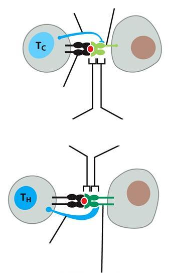 CD4 és CD8 ko-receptorok a T sejtek felszínén 9