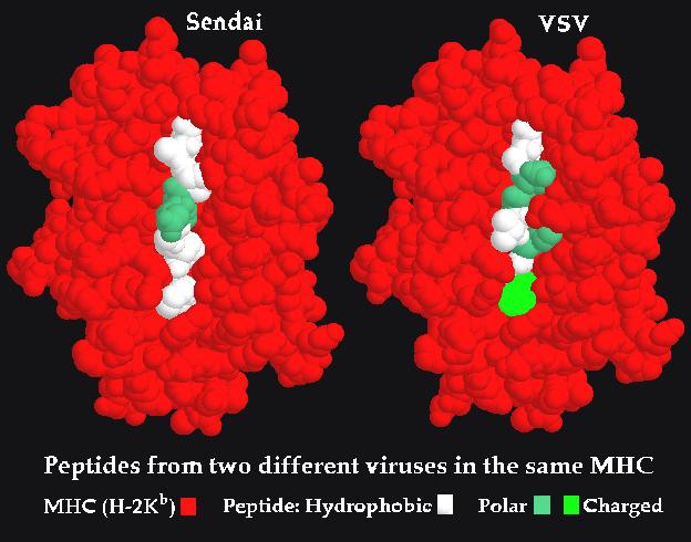 Az MHC I peptidkötése A space-filling modell