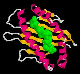 a peptidek az MHC I peptidkötő zsebébe : a peptid