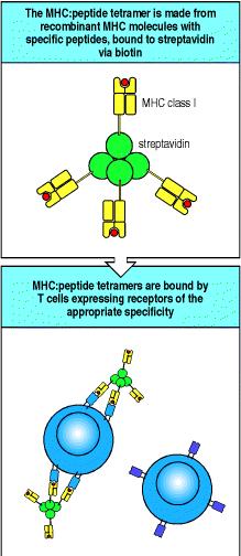 MHC