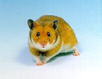 A laboratóriumi egér eredete japán és angol fancy mouse breeders Lathrop kolóniája 1902-től Castle- ( Harward ) nak szállít Little cégei és listája (