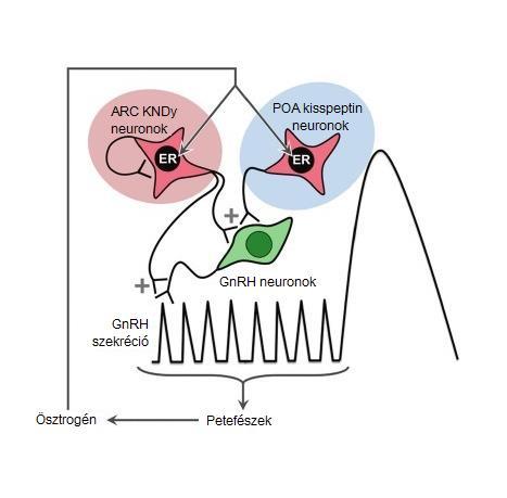 mtsai, 2001). Továbbá kisspeptin hatására a GnRH neuronok sejtmagjai c-fos expresszióval és depolarizációval válaszolnak (Han és mtsai, 2005).