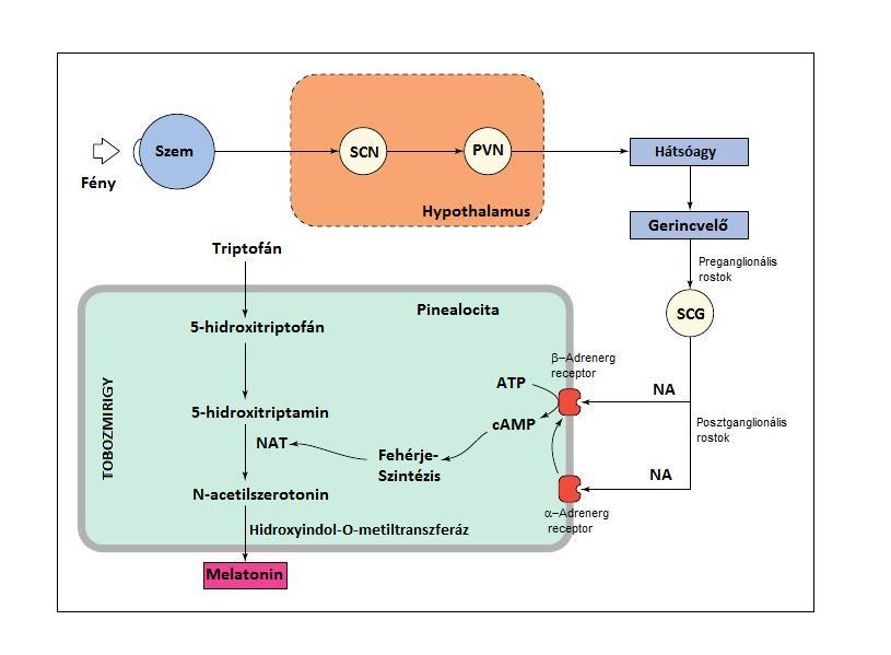 tobozmirigyet, amely egy szignál hormonként ismertté vált szabályozó anyagot, a melatonint termeli (Malpaux és mtsai, 1998).