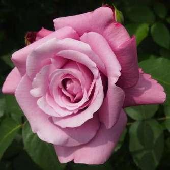 Ágyás Rosa Blue Parfum - Lila - virágágyi