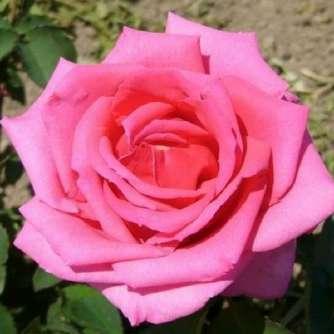 Buisman Rosa Chic Parisien - Rózsaszín -