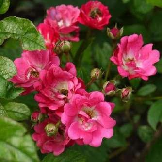floribunda 50-90 cm nem illatos Rosa