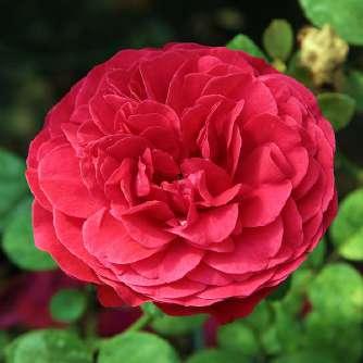 McGredy IV Rosa Pompadour Red - Vörös - virágágyi