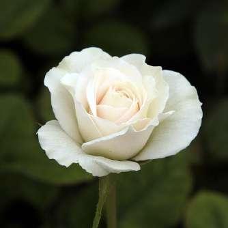 Peabody - Rózsaszín - virágágyi   Rosa Szent Margit