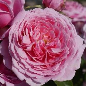 Rosa Csinszka - Rózsaszín - virágágyi polianta 30-50