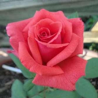 Rosa Rosalynn Carter - Vörös - virágágyi