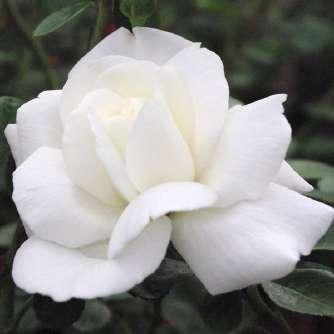 Rózsaszín - fehér -  Rosa Ida Klemm -
