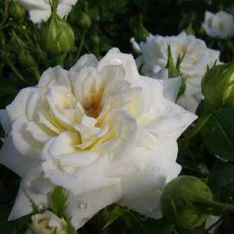 Mini - törpe Rosa Bianco - Fehér -